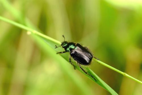 Réf. 207 182 : Phyllopertha horticola